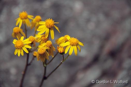 Yellow Wildflowers_01685.jpg - Photographed on the north shore of Lake Superior in Ontario, Canada.